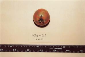 Click for 1 image(s) for this accession. FRUIT
